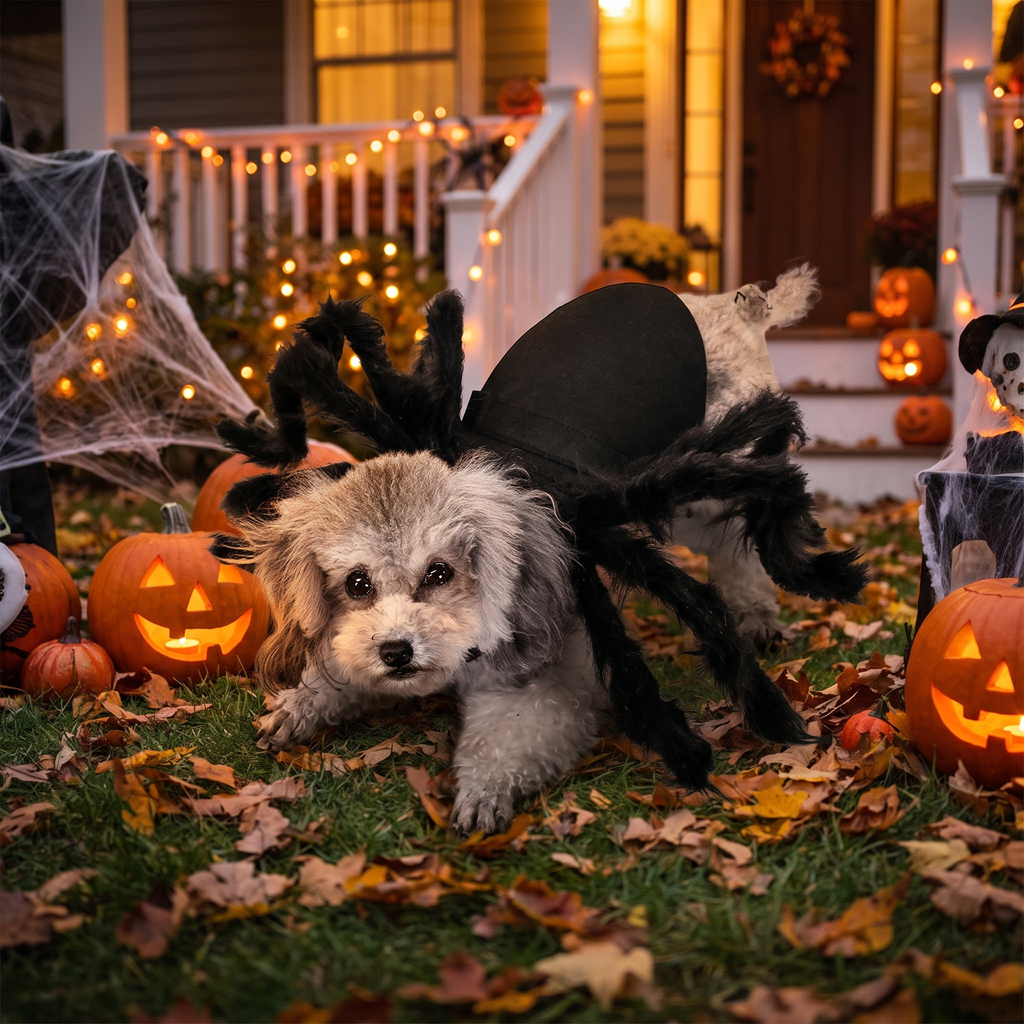 Dog wearing a black spider legs costume in a Halloween yard